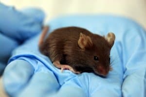 Lab_mouse_mg_3216